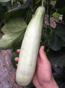 成县的吃瓜网红有哪些,瓜田里的“吃瓜”达人盘点  第1张